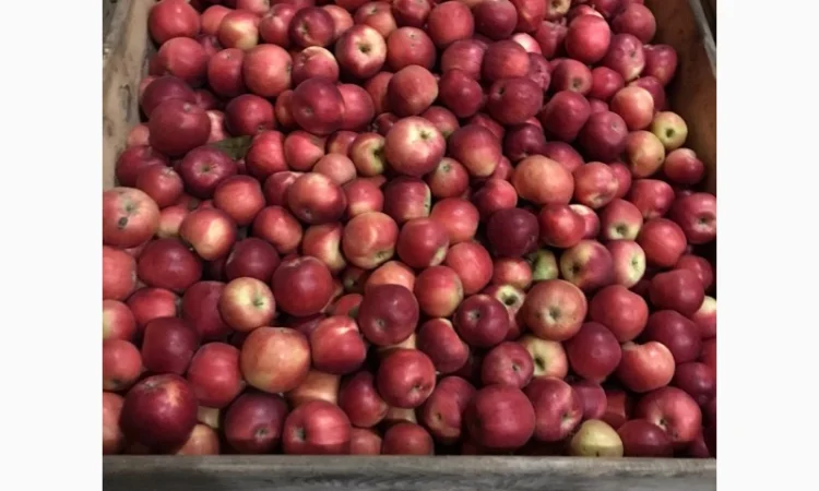 Продам яблука Айдарет - фото № 2