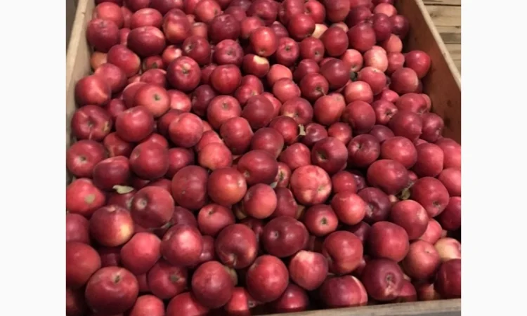 Продам яблука Айдарет - фото № 3