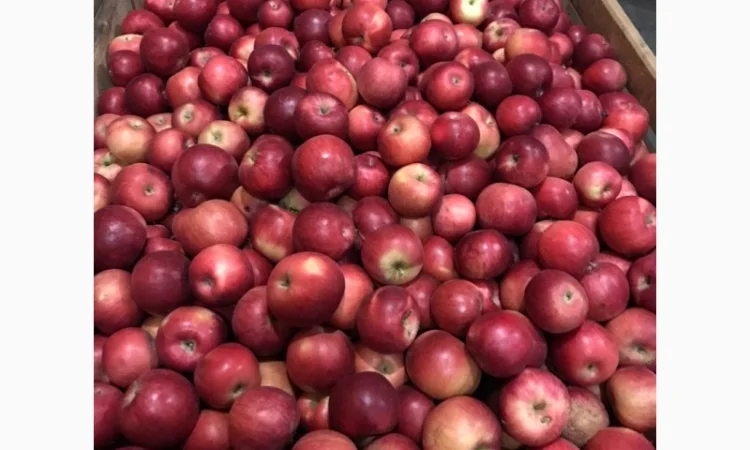 Продам яблука Айдарет - фото № 4