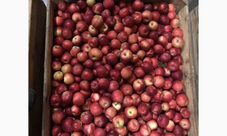 Продам яблука Айдарет - фото № 5