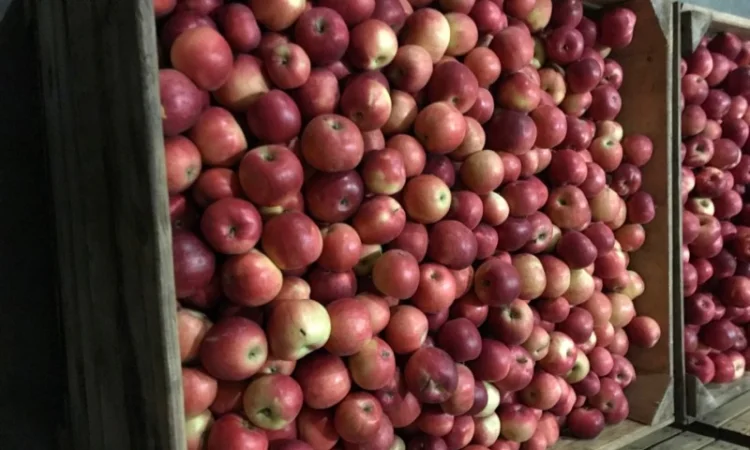 Продам яблука Айдарет - фото № 6