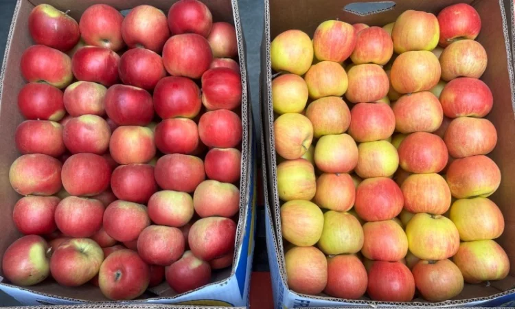 Продам яблука, загазовані, оптом - фото № 1