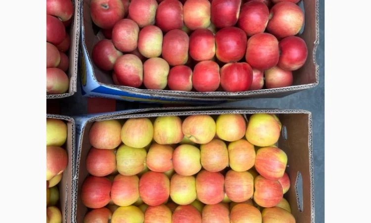 Продам яблука, загазовані, оптом - фото № 2