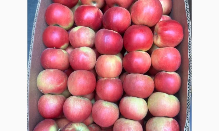 Продам яблука, загазовані, оптом - фото № 3