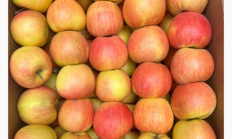 Продам яблука, загазовані, оптом - фото № 4