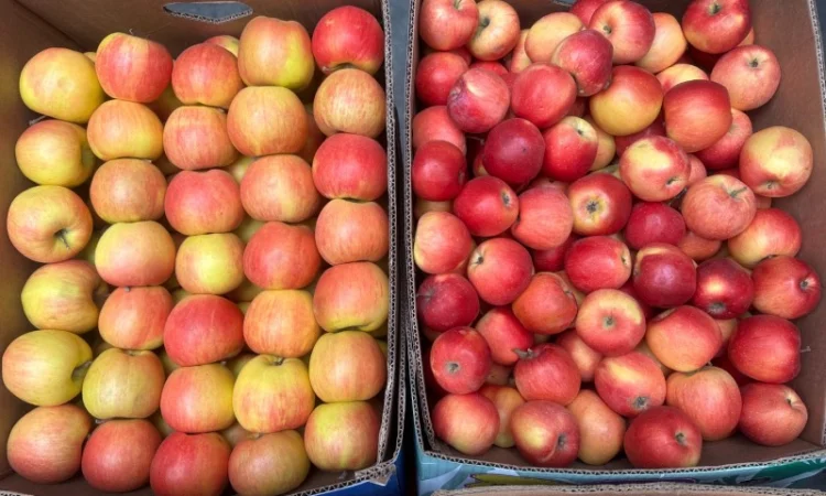 Продам яблука, загазовані, оптом - фото № 5