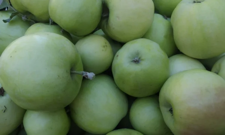 Яблука прдам - фото № 1