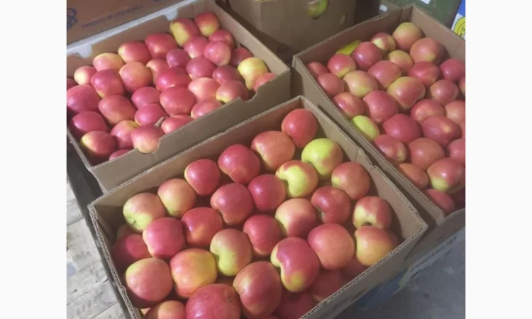 Продам чемпіон та голдан з холодильника - фото № 1