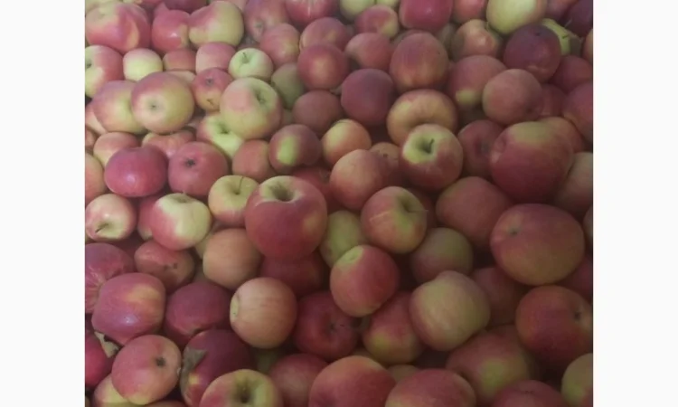 Продам чемпіон та голдан з холодильника - фото № 2