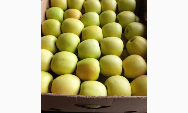 Продам чемпіон та голдан з холодильника - фото № 3