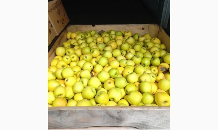 Продам чемпіон та голдан з холодильника - фото № 4