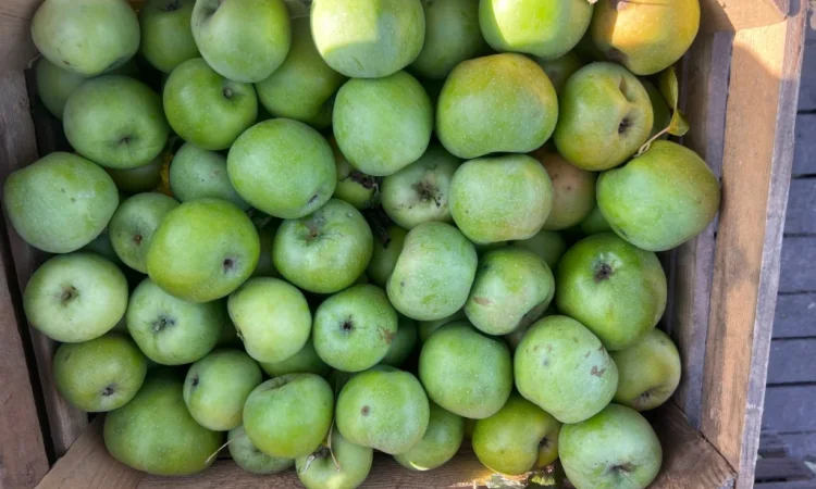 Продам симиренку - фото № 1