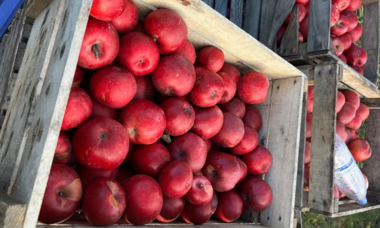 Продам симиренку - фото № 2