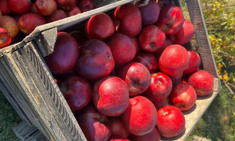 Продам симиренку - фото № 3