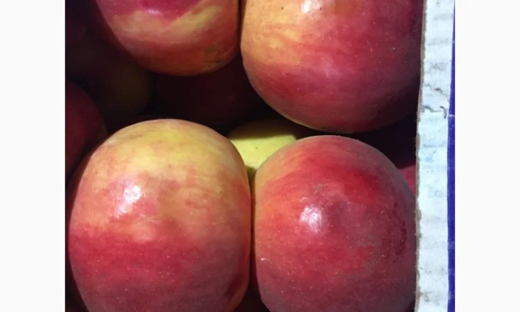 Продам яблоко разных сортов. Киев. Опт - фото № 2