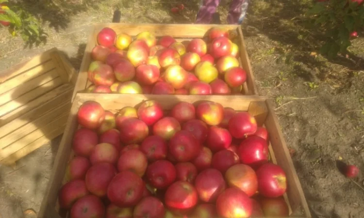 Продам яблоки сорт айдаред крупный калибр - фото № 1