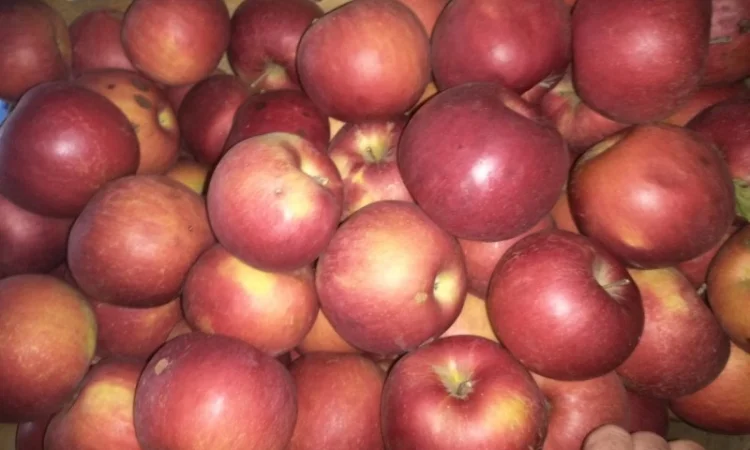 Продам высококачественное яблока, сорт Айдаред - фото № 1