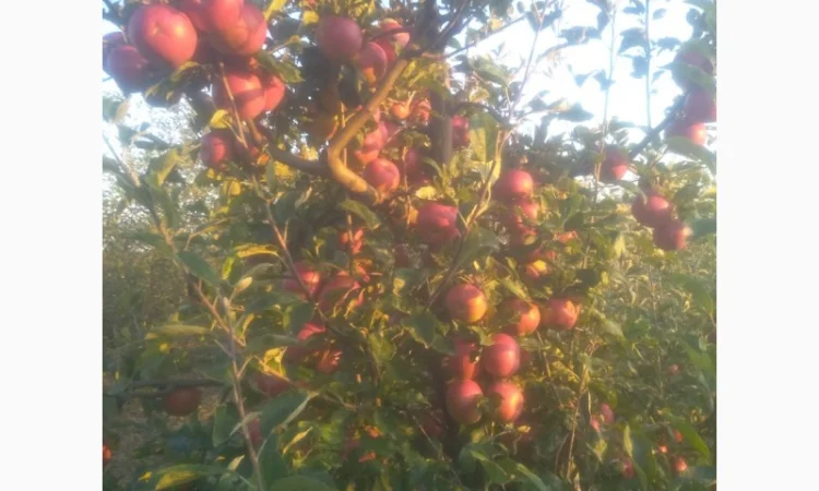 Продам яблоко - фото № 1