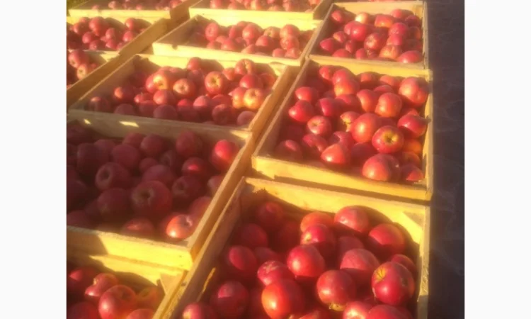 Продам яблоко - фото № 2