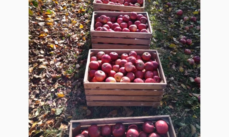 Продам яблоки сорта Флорина Голоден делишес крупного калибра недорого - фото № 1