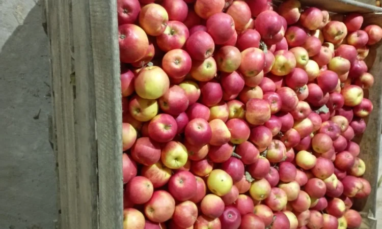 Продам яблука - фото № 1