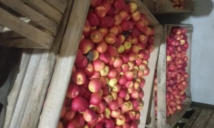 Продам яблука - фото № 2