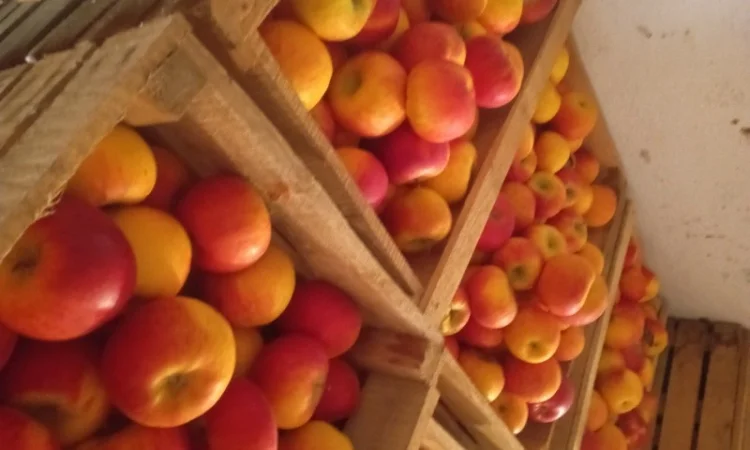 Продам яблука - фото № 3