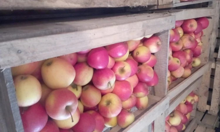 Продам яблука - фото № 4