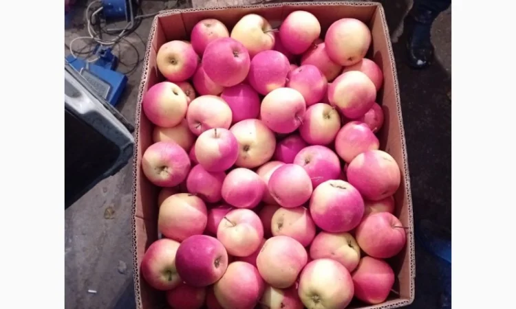 Яблука зимових сортів - фото № 1