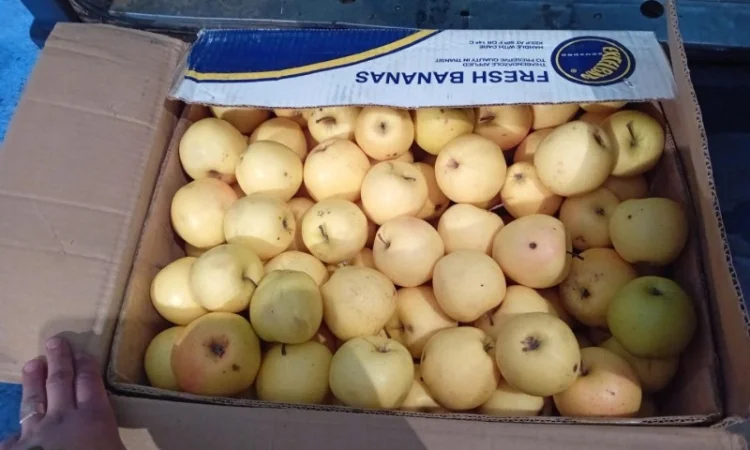 Яблука зимових сортів - фото № 2