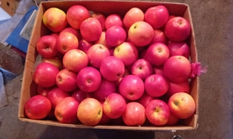 Яблука зимових сортів - фото № 3