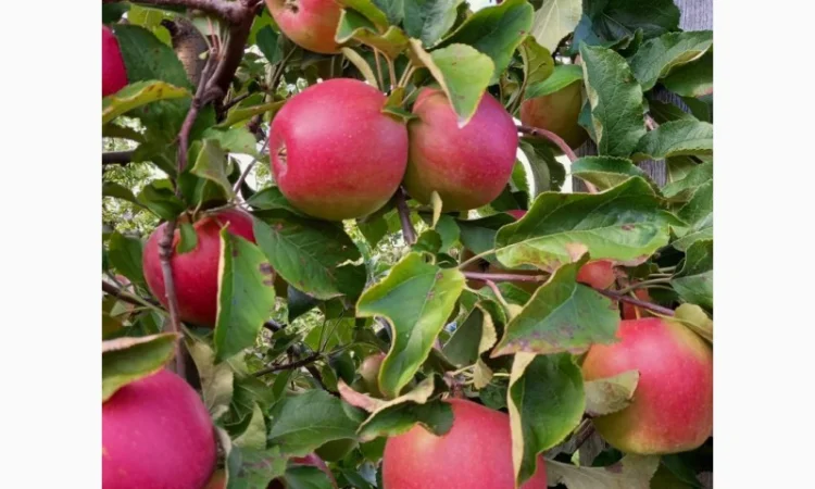 Продам яблука - фото № 1