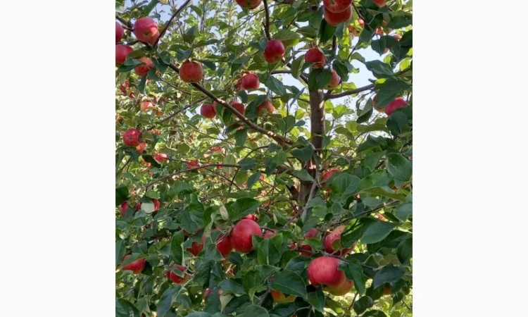 Продам яблука - фото № 2