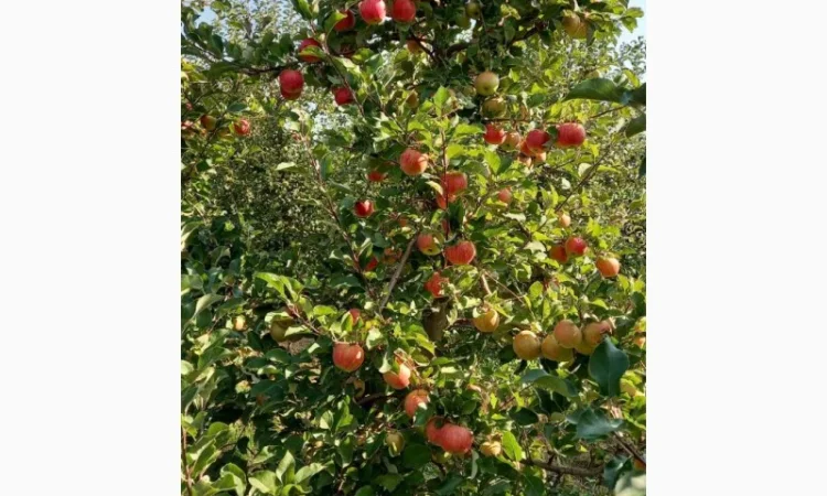 Продам яблука - фото № 3