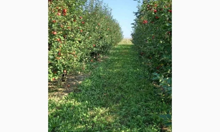 Продам яблука - фото № 4