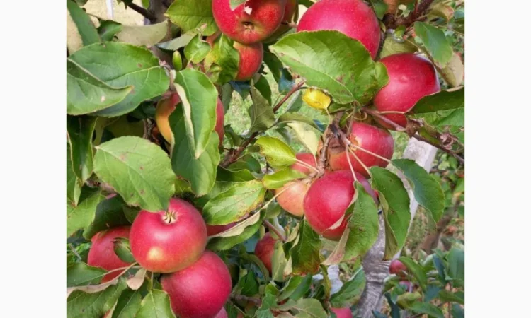 Продам яблука - фото № 5