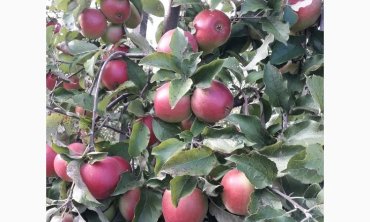 Продам яблука - фото № 6