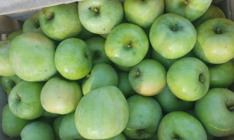 Продам яблуко із саду. Айдаред, Голден, Рене Семиренко, Джонаголд чорний принц, Голден - фото № 1