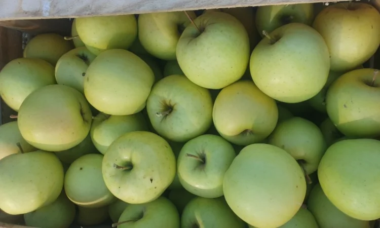 Продам яблуко із саду. Айдаред, Голден, Рене Семиренко, Джонаголд чорний принц, Голден - фото № 2