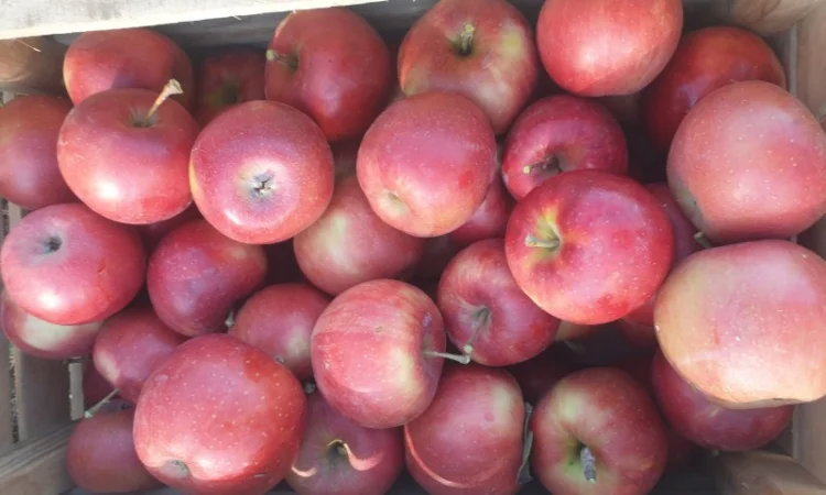 Продам яблуко із саду. Айдаред, Голден, Рене Семиренко, Джонаголд чорний принц, Голден - фото № 3