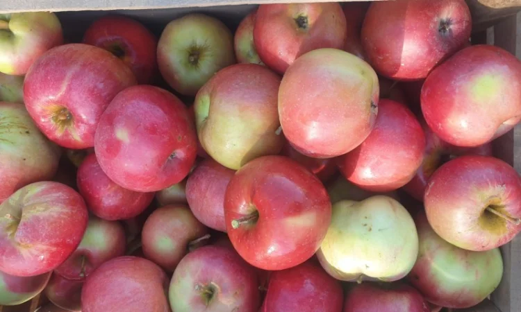 Продам яблуко із саду. Айдаред, Голден, Рене Семиренко, Джонаголд чорний принц, Голден - фото № 4