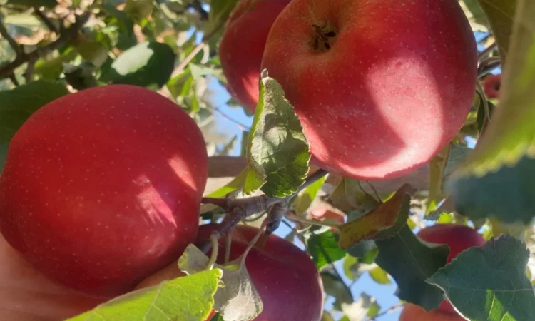 Продам яблуко із саду. Айдаред, Голден, Рене Семиренко, Джонаголд чорний принц, Голден - фото № 5