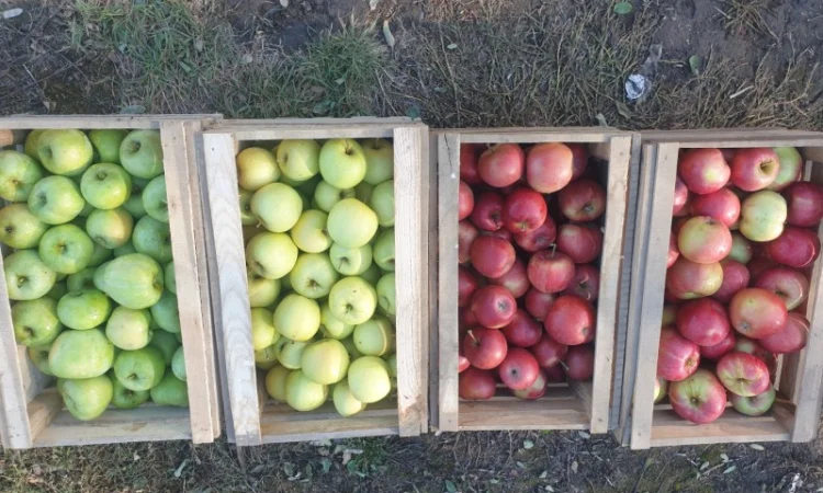 Продам яблуко із саду. Айдаред, Голден, Рене Семиренко, Джонаголд чорний принц, Голден - фото № 6