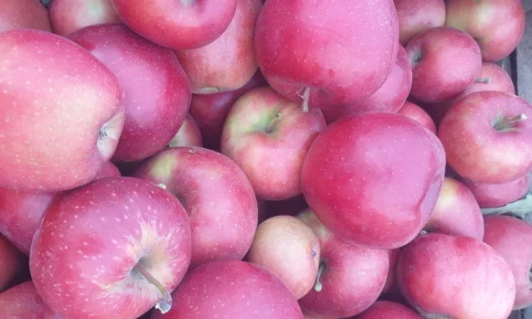 Продам яблуко із саду. Айдаред, Голден, Рене Семиренко, Джонаголд чорний принц, Голден - фото № 7