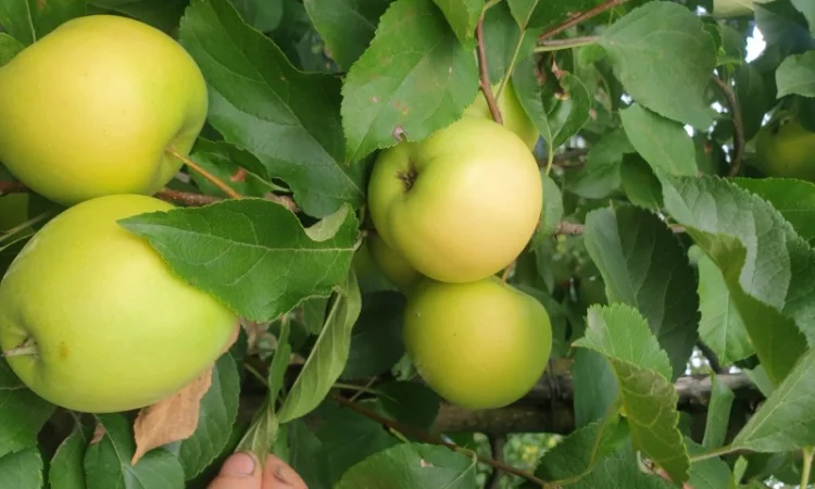 Продам яблуко із саду. Айдаред, Голден, Рене Семиренко, Джонаголд чорний принц, Голден - фото № 8