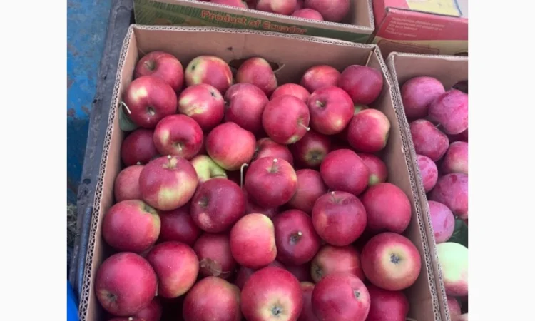 Продам яблука - фото № 1