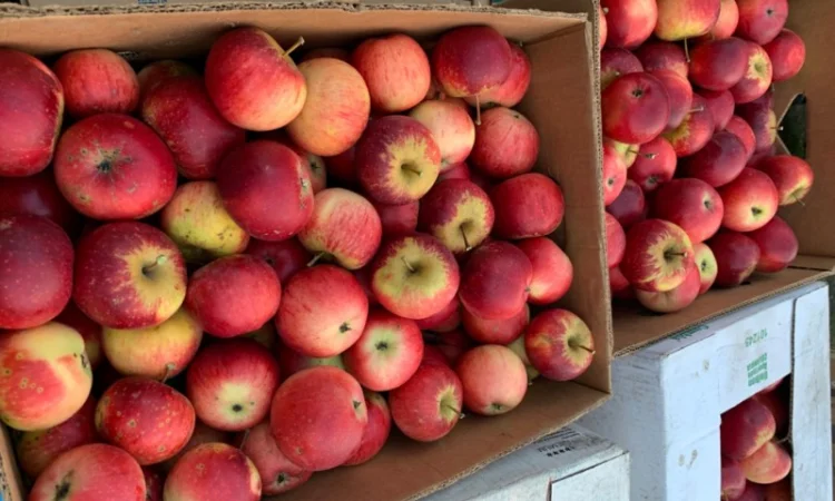 Продам яблука - фото № 2