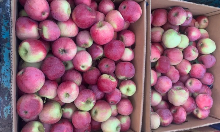 Продам яблука - фото № 3