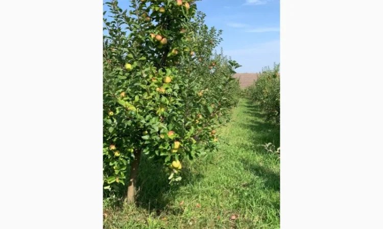 Продаю яблука з власного саду - фото № 1