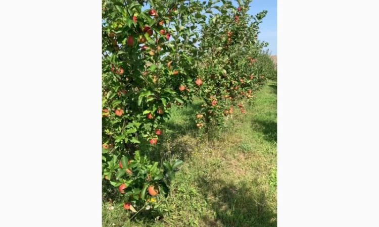 Продаю яблука з власного саду - фото № 2